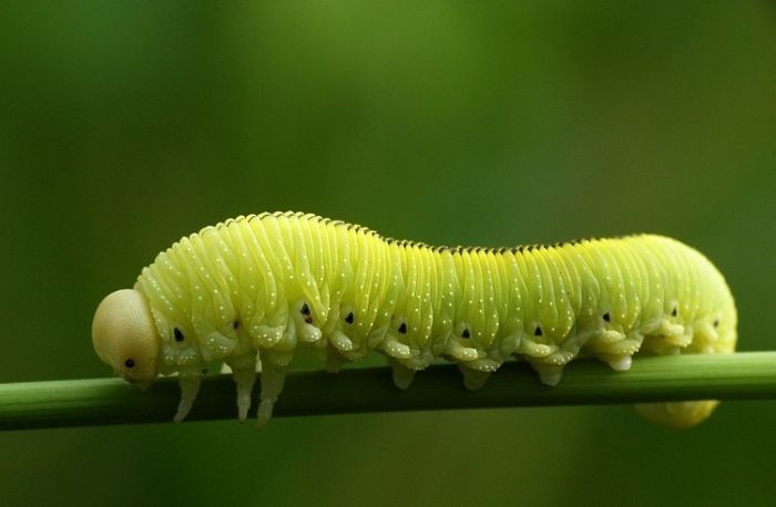 insect macro photography