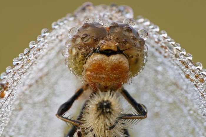 insect macro photography