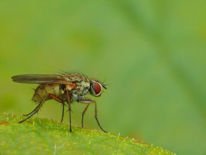 insect macro photography