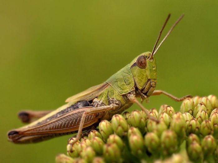 insect macro photography