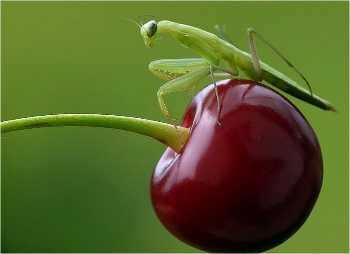 insect macro photography