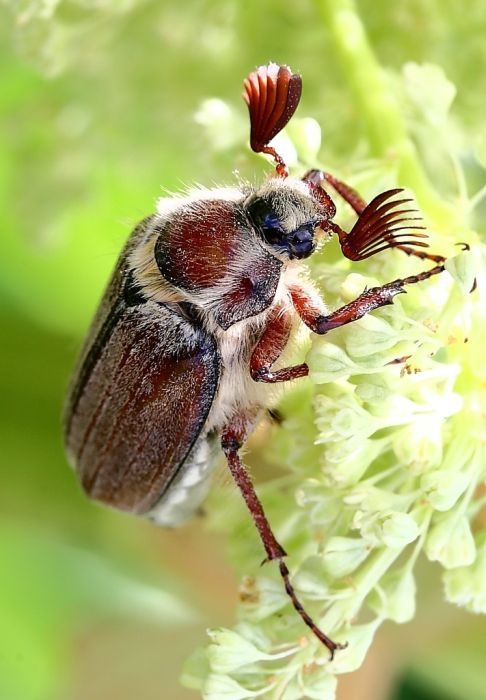 insect macro photography