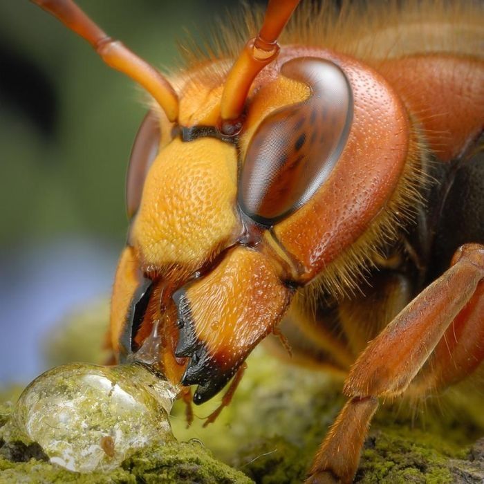 insect macro photography