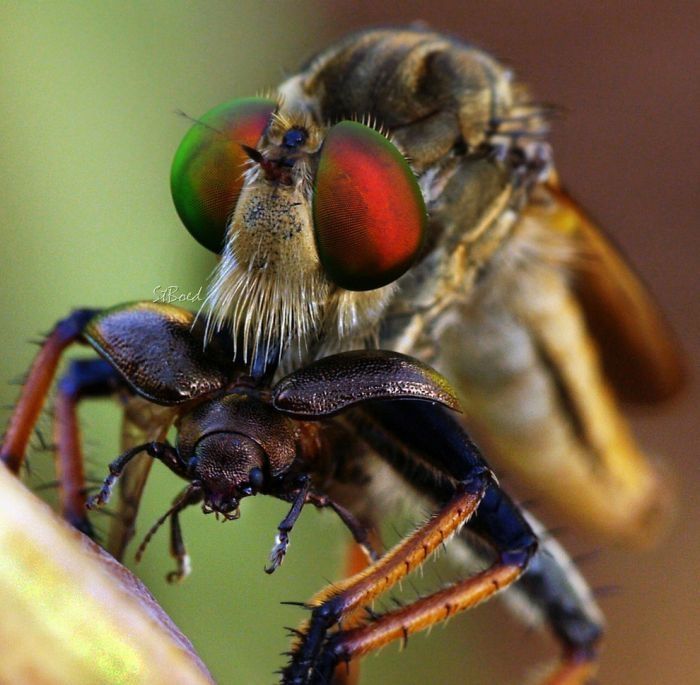 insect macro photography