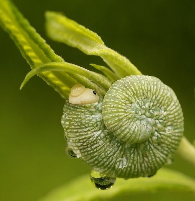 insect macro photography