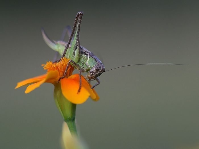 insect macro photography