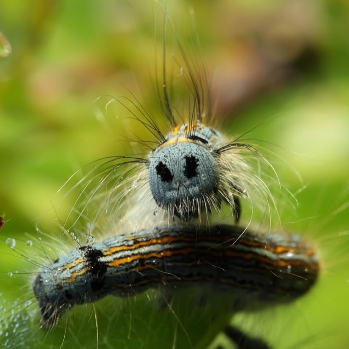 insect macro photography