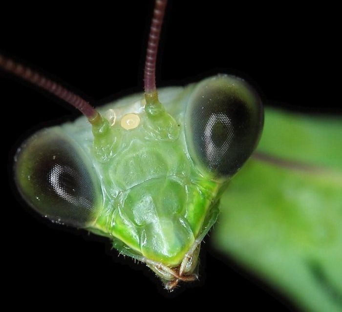 insect macro photography