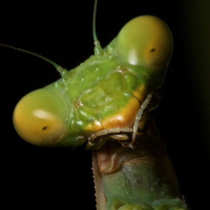 insect macro photography