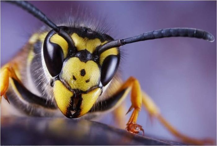 insect macro photography