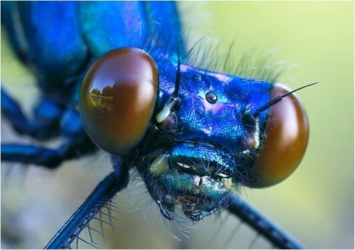 insect macro photography