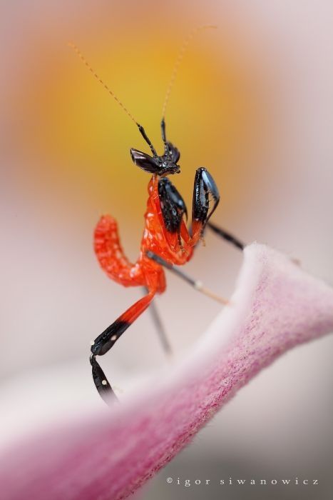 insect macro photography