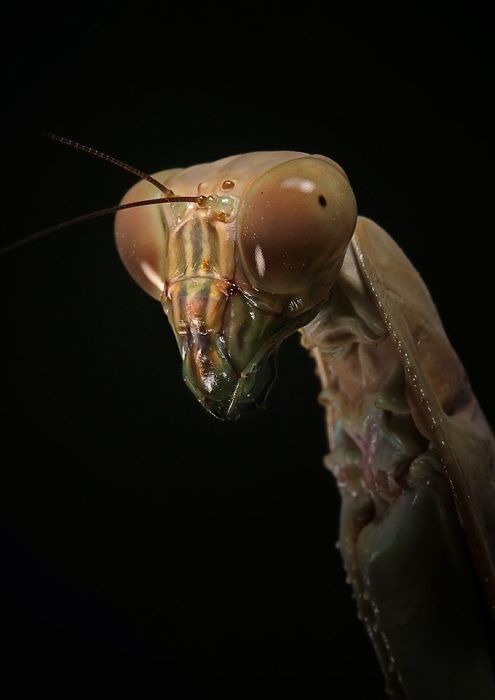 insect macro photography