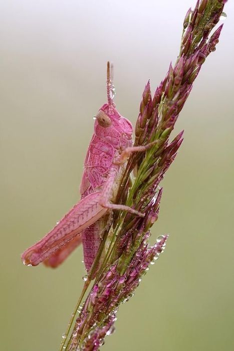 insect macro photography