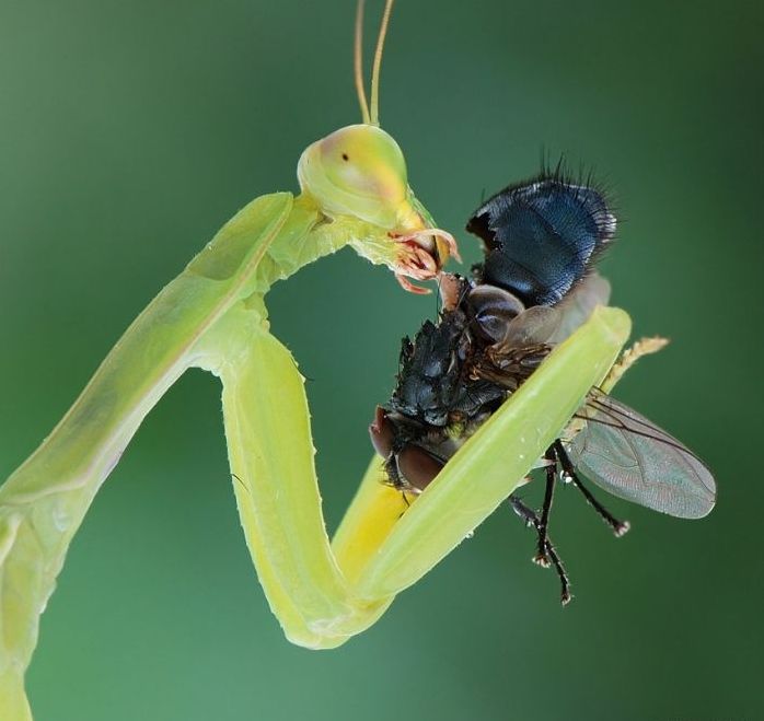 insect macro photography