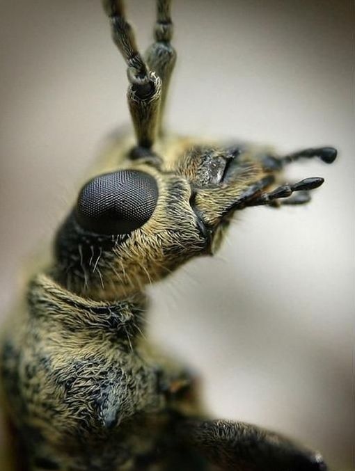 insect macro photography