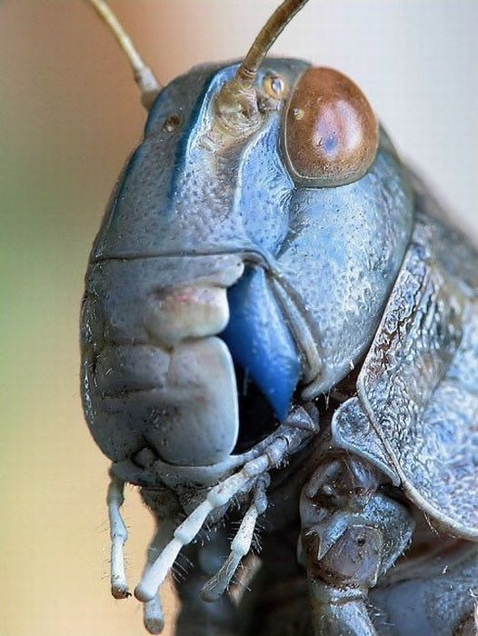 insect macro photography