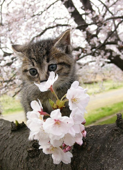 cherry blossom tree cat