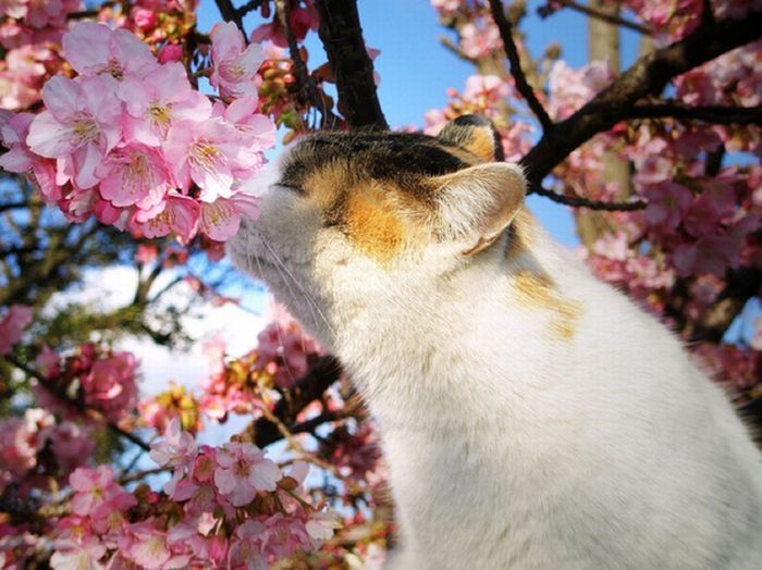 cherry blossom tree cat