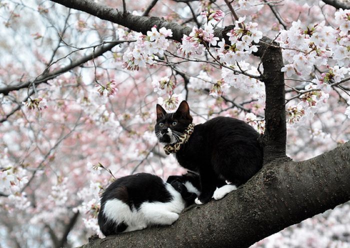 cherry blossom tree cat