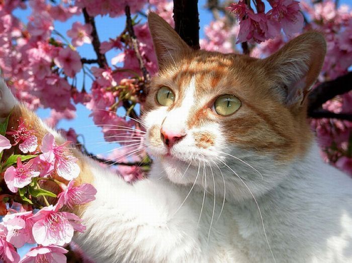 cherry blossom tree cat