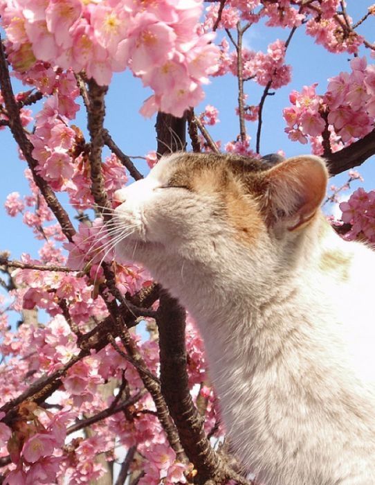 cherry blossom tree cat