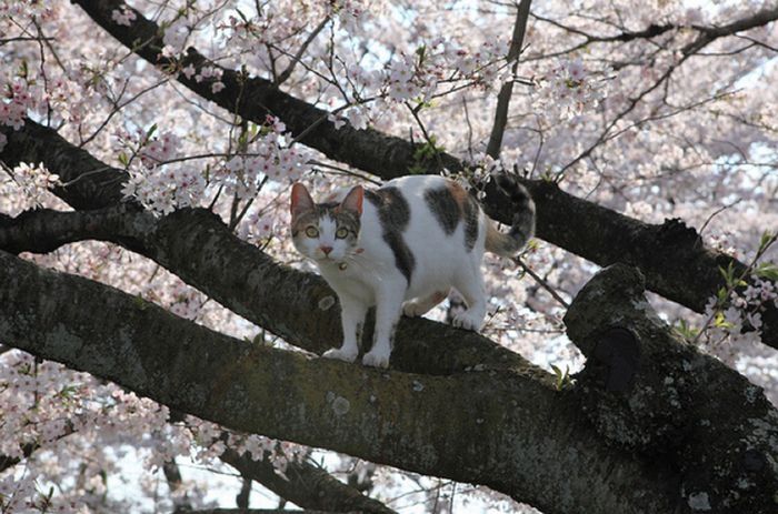 cherry blossom tree cat