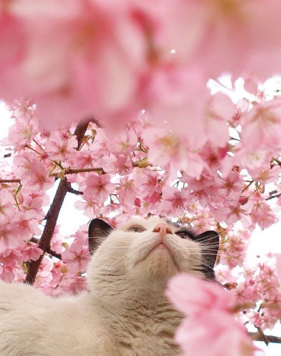 cherry blossom tree cat