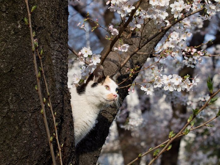 cherry blossom tree cat