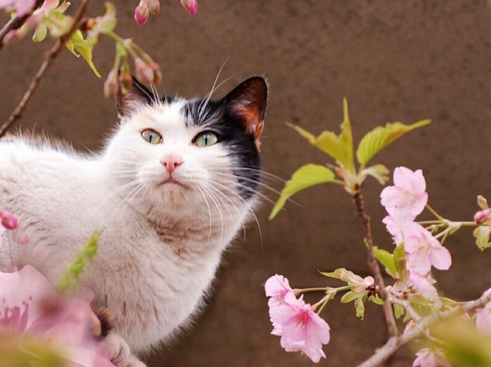 cherry blossom tree cat