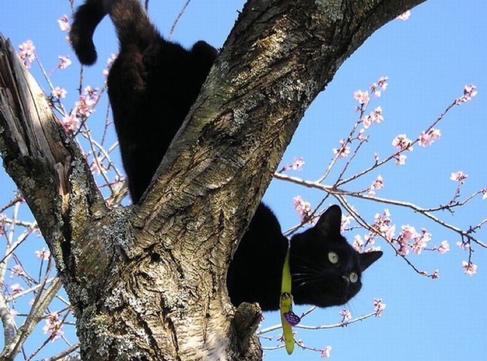 cherry blossom tree cat