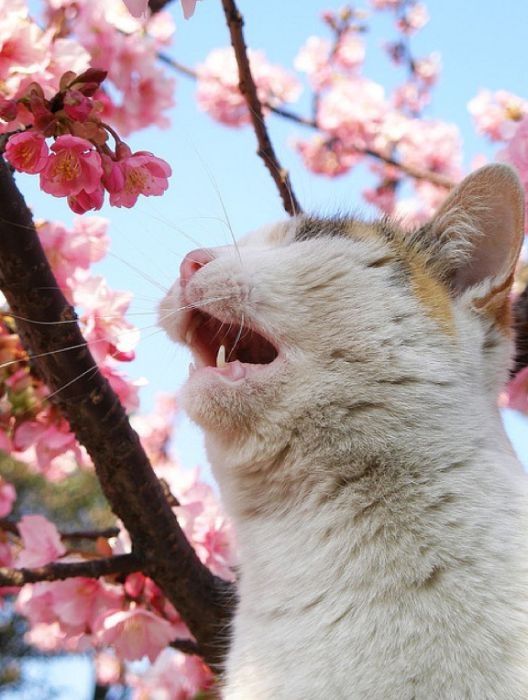 cherry blossom tree cat