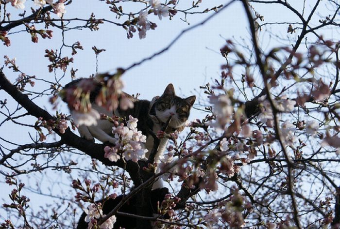 cherry blossom tree cat