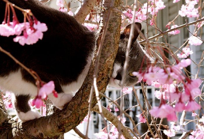 cherry blossom tree cat