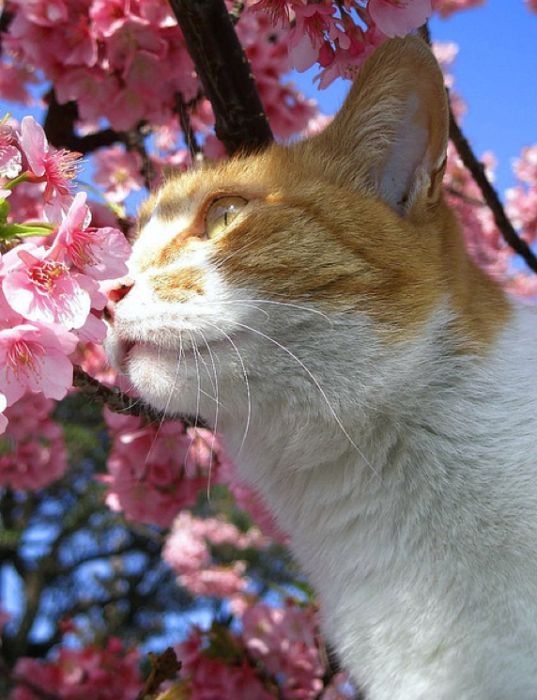 cherry blossom tree cat