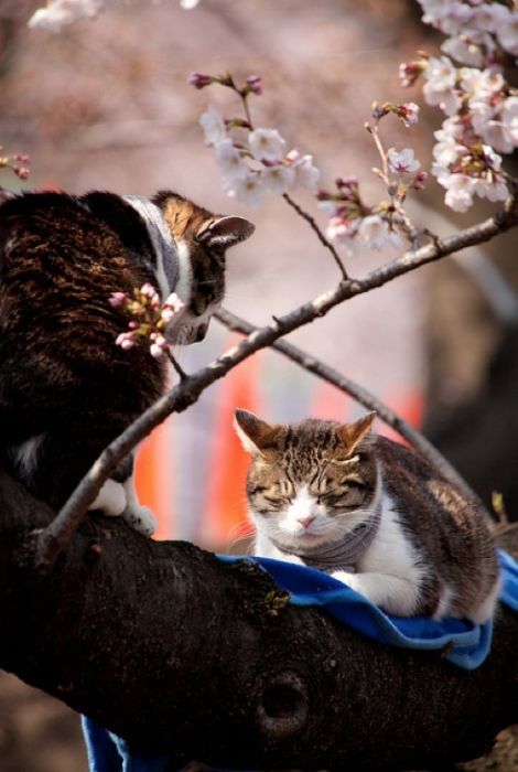 cherry blossom tree cat