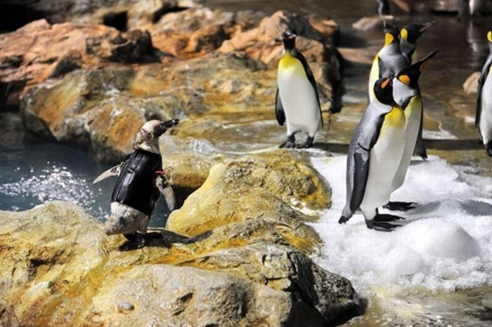 Belle, featherless Humboldt Penguin, Singapore Bird Park