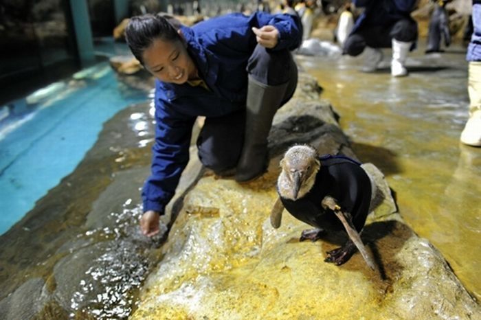 Belle, featherless Humboldt Penguin, Singapore Bird Park