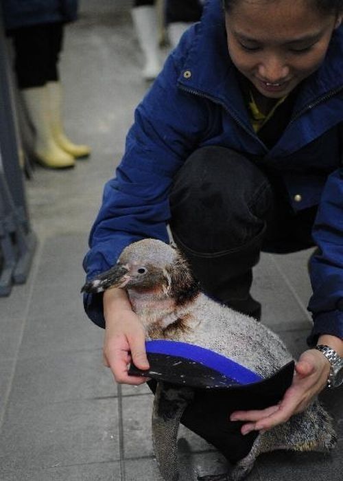 Belle, featherless Humboldt Penguin, Singapore Bird Park