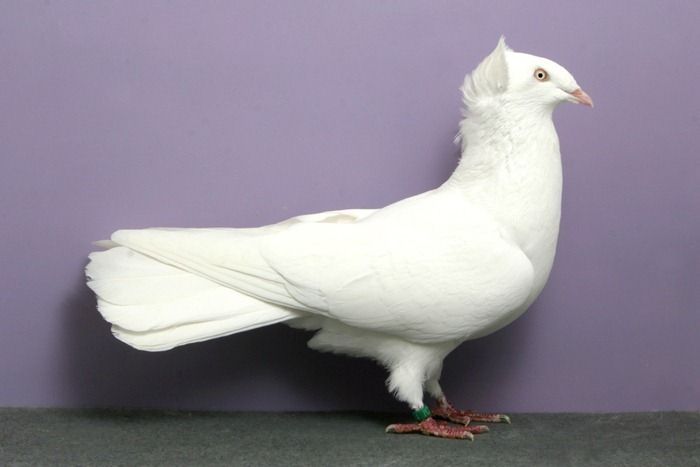 pigeon