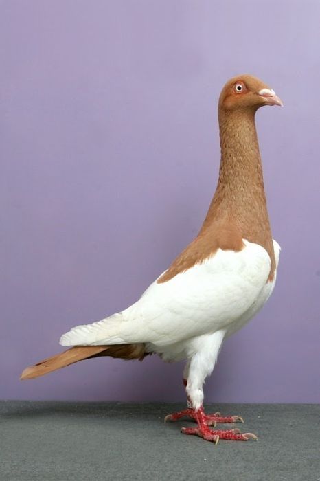 pigeon