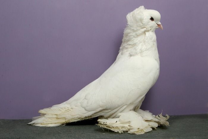 pigeon