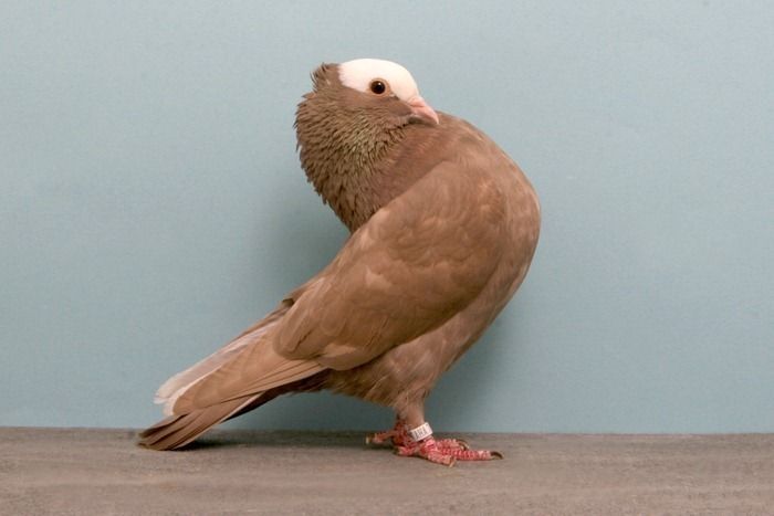 pigeon