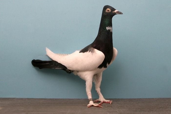 pigeon