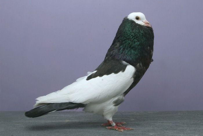 pigeon