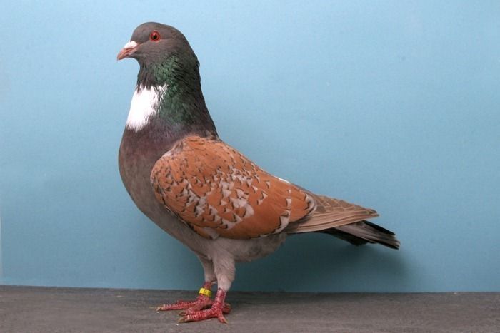 pigeon