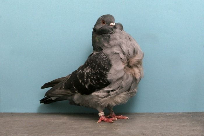 pigeon