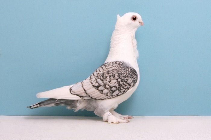 pigeon