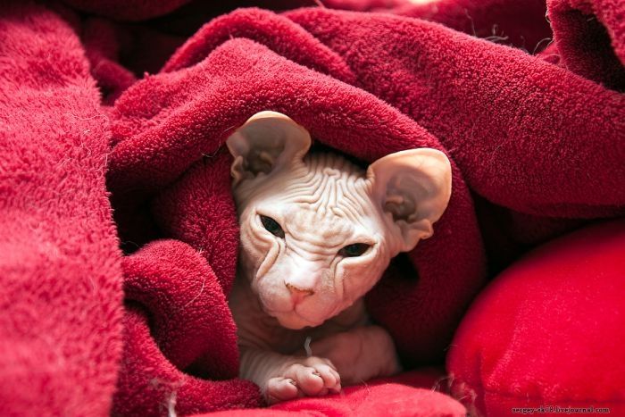 Canadian Hairless, Sphynx cat