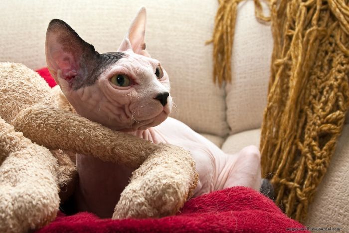 Canadian Hairless, Sphynx cat